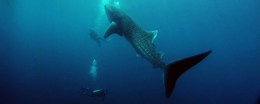 PSC ネットショップ