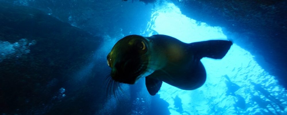 PSC ネットショップ