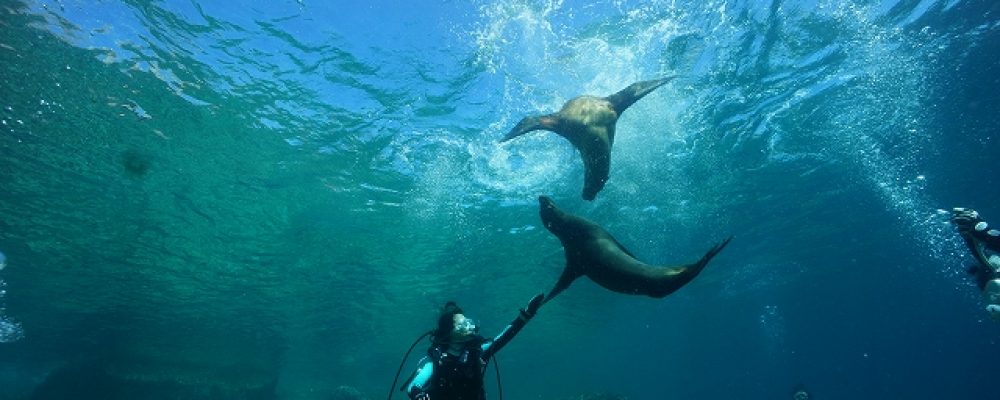 PSC ネットショップ