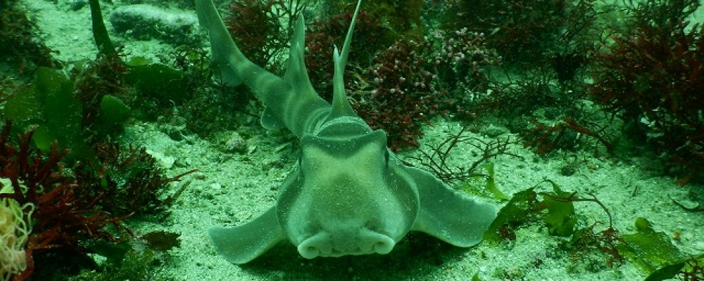 PSC ネットショップ