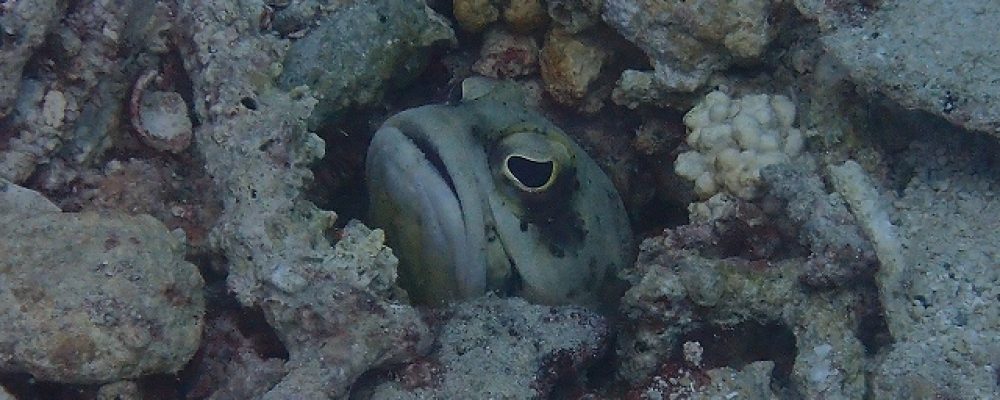 PSC ネットショップ