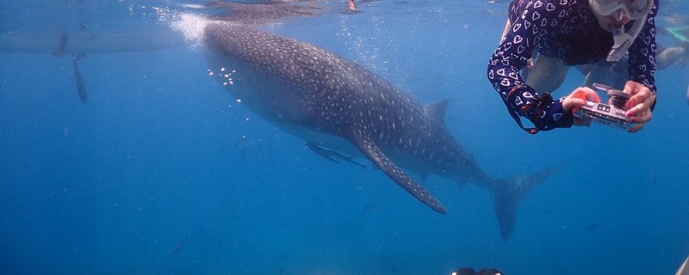 PSC ネットショップ